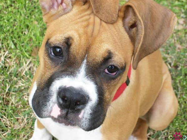 Wonky ears