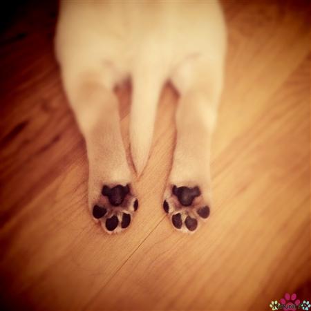 Teddy Paws