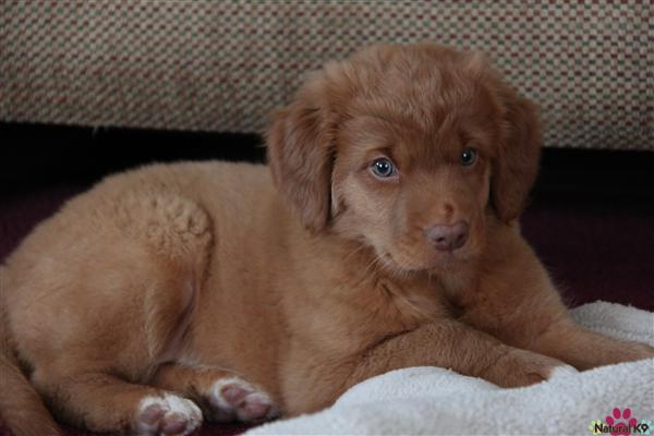 Scout