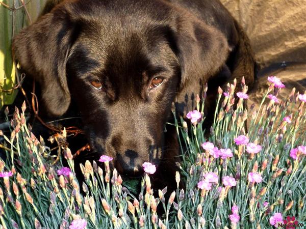 Stopping to smell the flowers...umm or is it to eat them