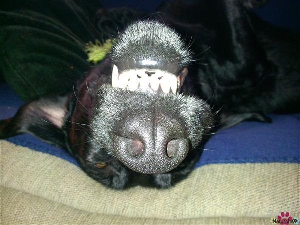 Upside Down Leila