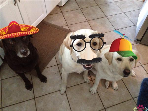The Three Amigos