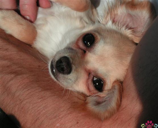 Happiness I A Good Tummy Rub