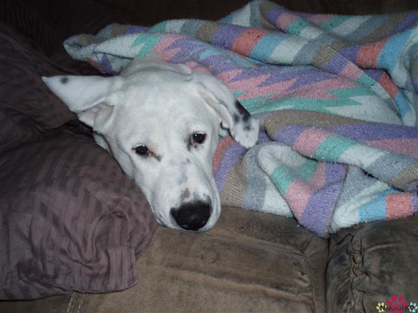 Tucked in for the night...