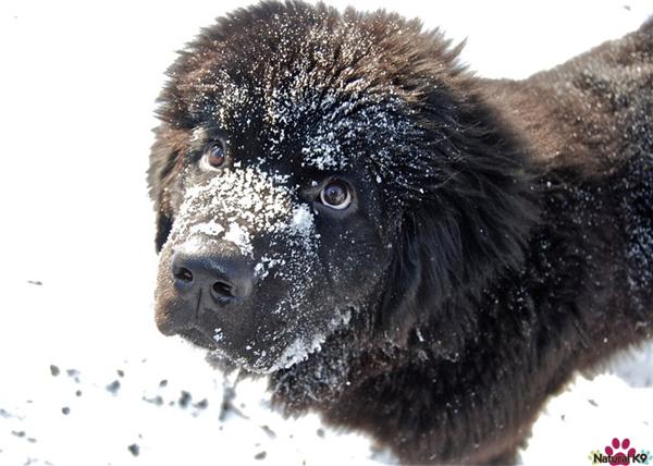 Let it Snow