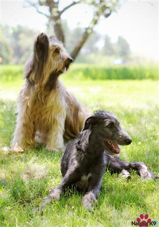 Gus and his bodyguard Taloolah