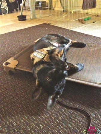 Sarge