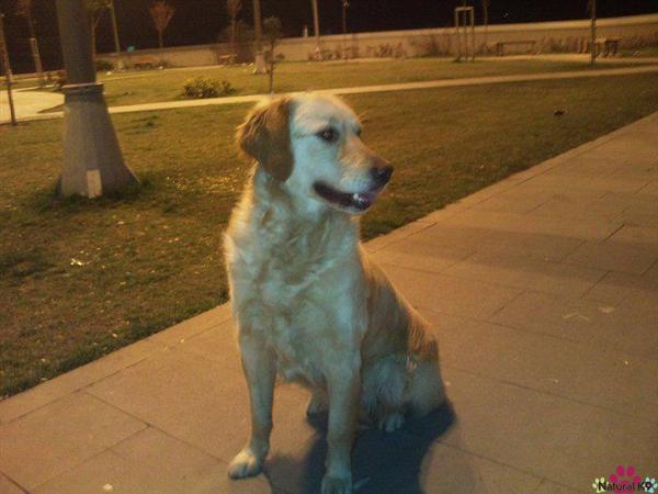 Goldy