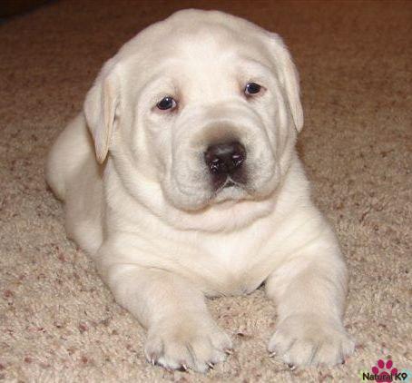 Baby