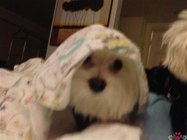 Pookie