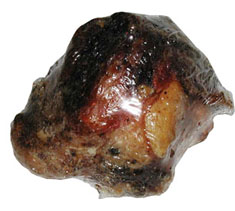 Canine Cattle Knee Cap