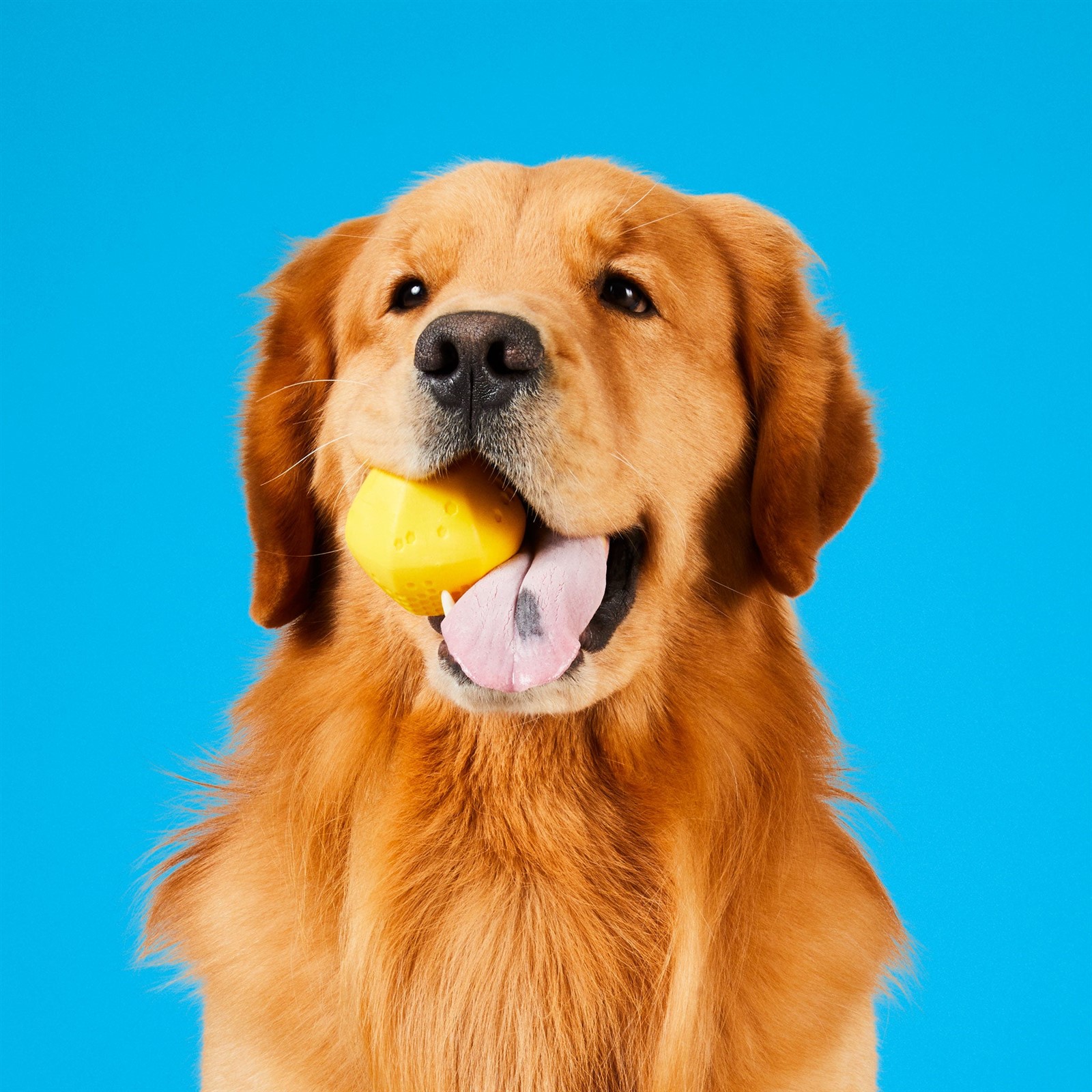 Project Hive Durable Dog Toy Hive Ball