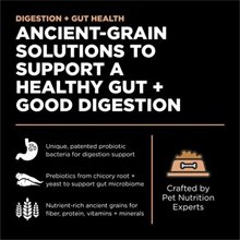 Petcurean GO Digestion and Gut Health Salmon Recipe with Ancient Grains Dry Dog Food