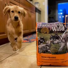 Taste of the Wild High Prairie Puppy Formula