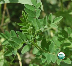 BioComplete Astragalus Root Powder