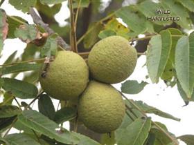 BioComplete Black Walnut Hull Powder