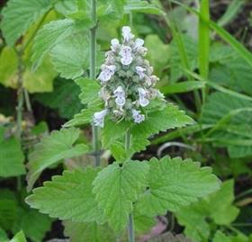 BioComplete Catnip Leaves