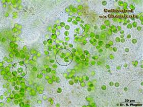 BioComplete Chlorella Powder