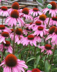 BioComplete Echinacea Powder