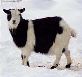 BioComplete Goat Medley