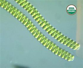 BioComplete Spirulina Powder