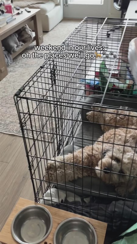 Open Farm Goodbowl Grass Fed Beef Recipe Freeze Dried Raw Topper