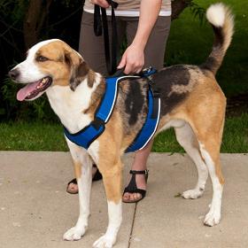 PetSafe Easysport Harness