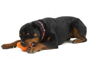 West Paw Design Tux Treat Toy